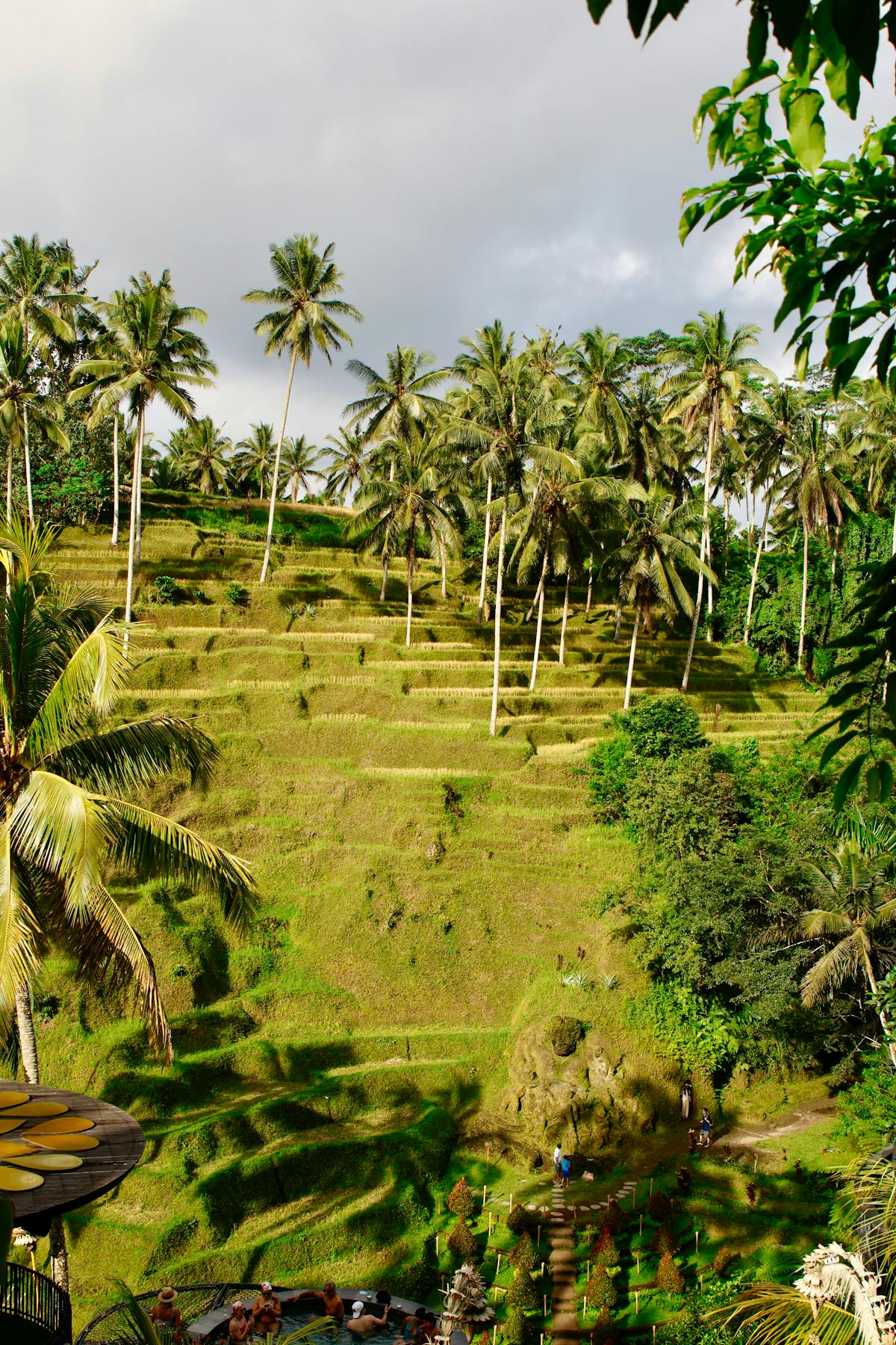 Vue panoramique des rizières en terrasse de Tegallalang entourées de palmiers à Bali