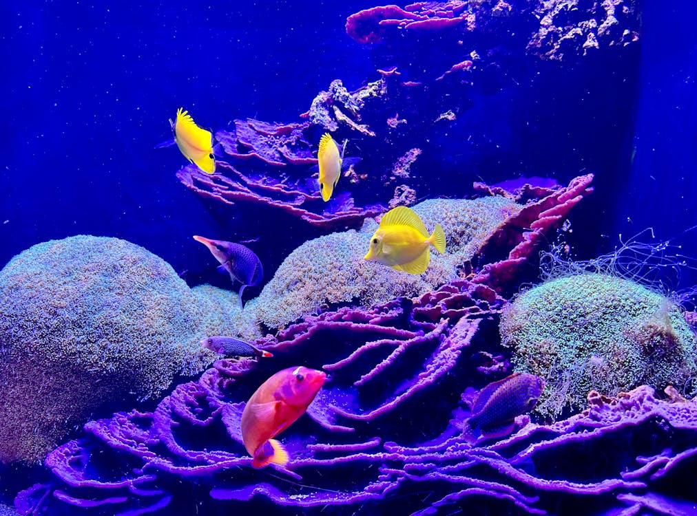 aquarium de la Guadeloupe poissons tropicaux récif corallien