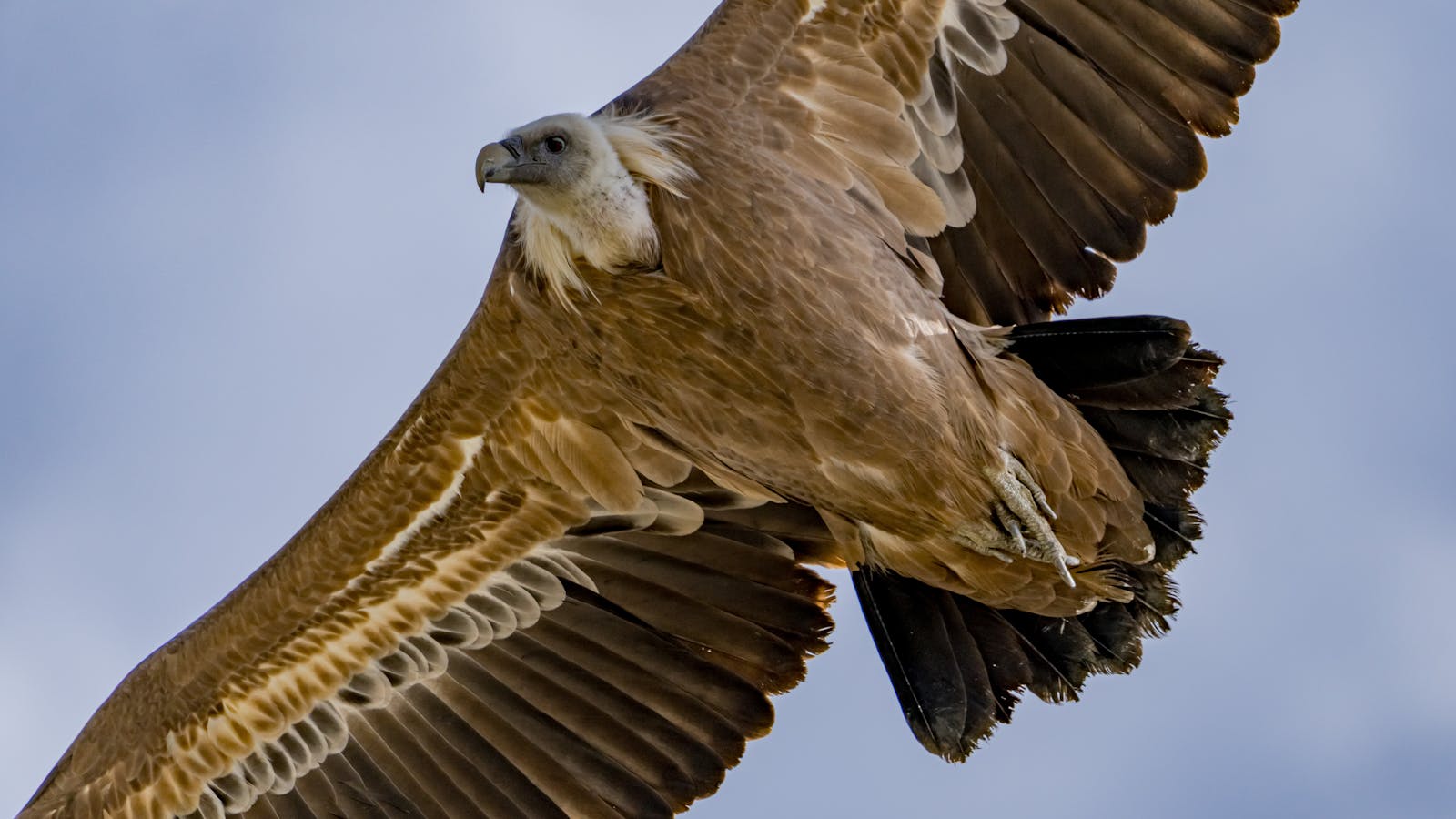 Vautour fauve planant dans le ciel bleu des gorges de Provence